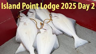 2025 Island Point Lodge, Day 2- Jigging Limits Of Halibut