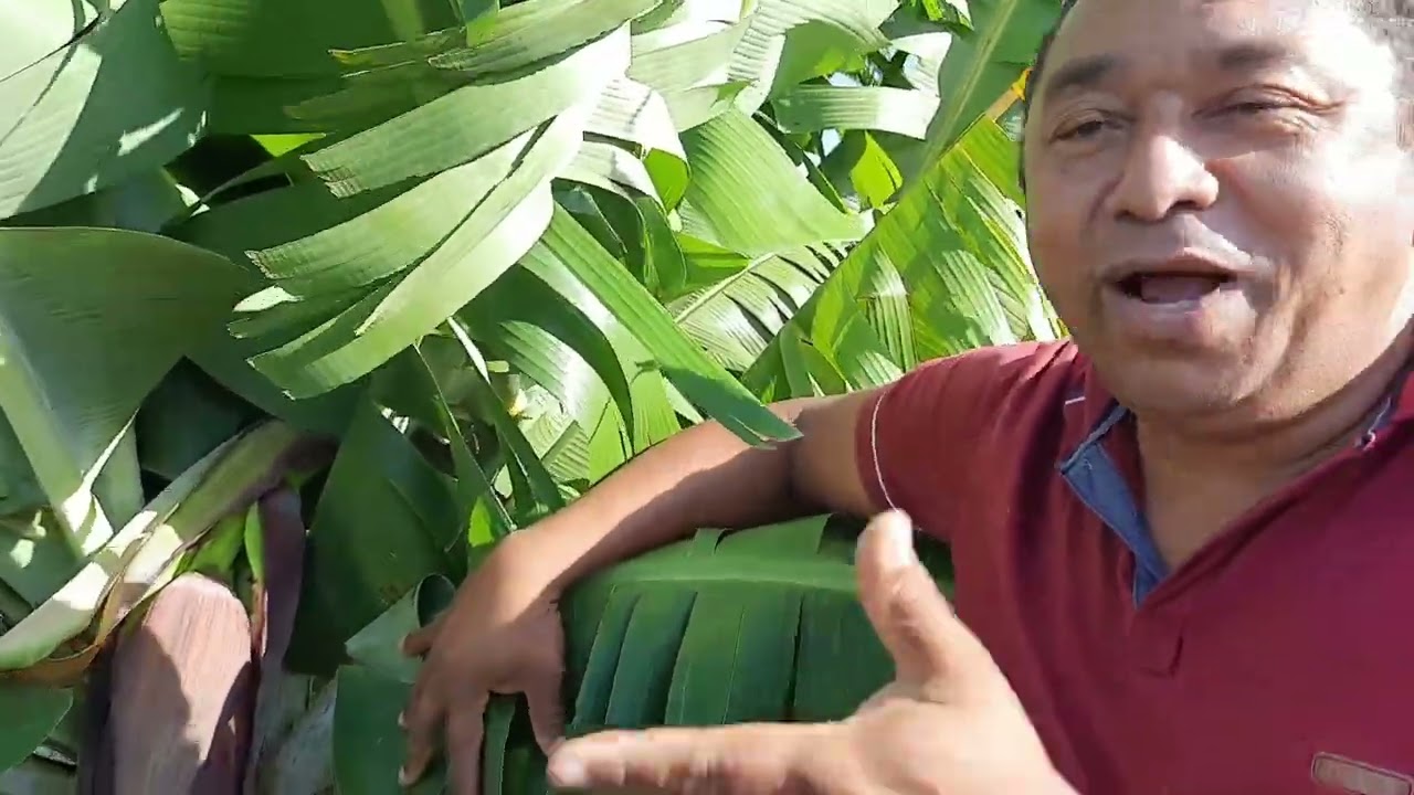 CONHEÇA AS VARIEDADES DE BANANA AQUI NO SÍTIO