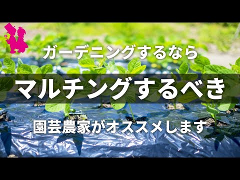 冬のマルチングのメリットとデメリットは何ですか？解読！  庭園