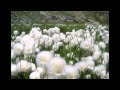 Lorenzo Obispo - Les fleurs du bien -