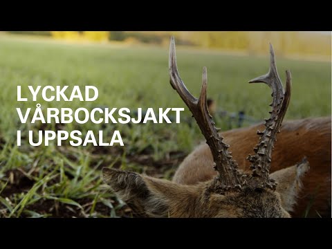 LYCKAD VÅRBOCKSJAKT I UPPSALA