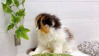 スコティッシュフォールドの動画01