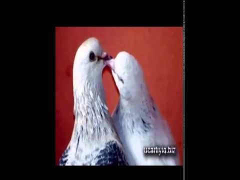 ŞAİR: MƏZAHİR ZEYNAL.. ÜRƏYİM SÖZÜMƏ BAXMIR...