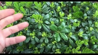 Two Week Garden Tour Update