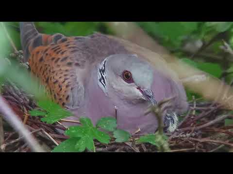 Turtle Dove T&T   1 TD & Decline 4m19s   1080p
