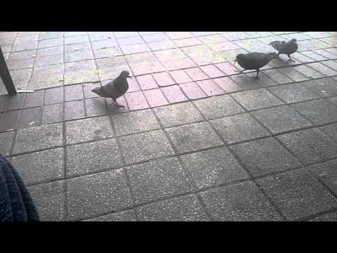 , title : 'Comment donner manger aux pigeons à la main à paris'
