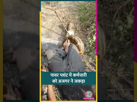 Kota पावर प्लांट में अजगर ने कर्मचारी को जकड़ा | #Shorts