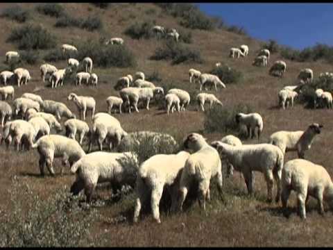 Funny Sheep Game Arcade Video