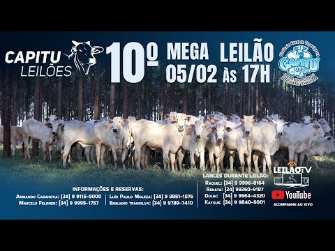 🐂 10º LEILÃO DE GADO DE CORTE - CAPITU LEILÕES  05-02-26 - TUPACIGUARA MG🐂