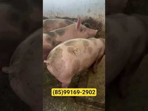 criação de suínos do nosso amigo Marcos em Itapajé Ceará.#suinocultura