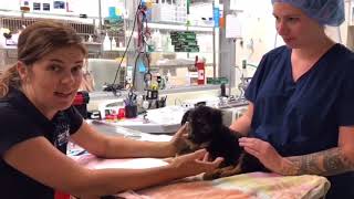 Zito Emergency Surgery