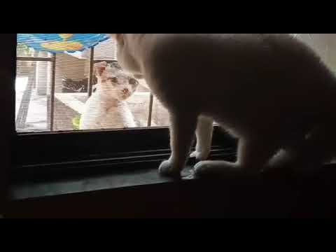 Best Indian Persian Cat Fight! Must Watch!