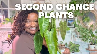 4 Difficult Houseplants and How I'm Trying to Keep Them Alive