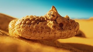 Sidewinder Rattlesnake Hunting | Love Nature