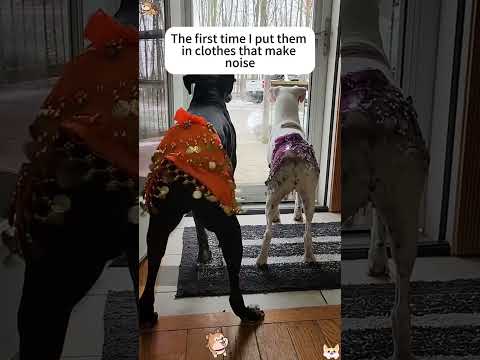 #funnydogs#cute#doglover#doglife#cure#dogshorts#pet#doglife#dogshorts