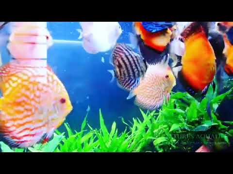 Discus and arowana amazing community tank