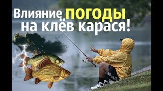 В какое время суток клюет карась