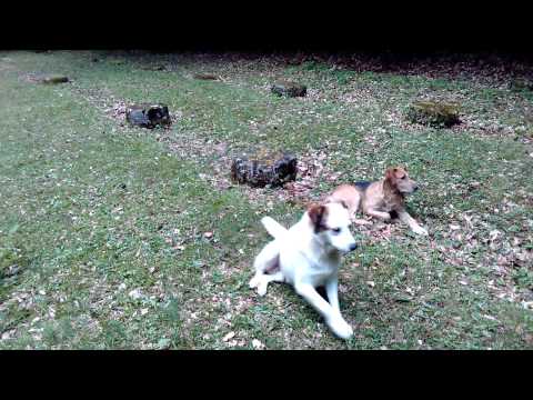 Cetatea de la Costesti, Hunedoara