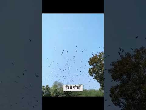 Fruit-eating bats that eat fruit