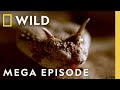 Dead By Dawn The World Of Killer Creatures MEGA EPISODE S1 COMPILATION Nat Geo Wild