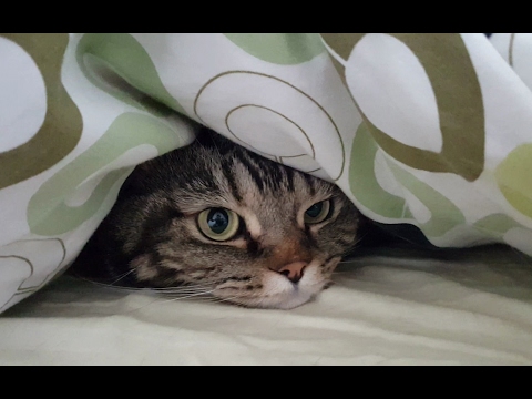 Кот любит прятаться под одеялом; Cat loves to hide under the cover