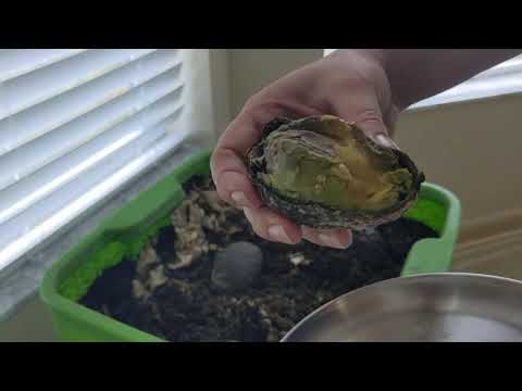 Hot Frog Living Composter Day 222 - Making Tacos and Guac for Worms! -Vermicomposting