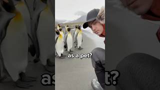 Download lagu Can You Have a Penguin as a Pet? 😳 mp3