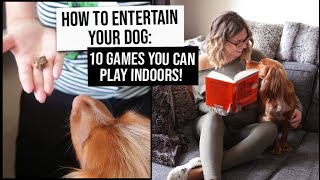 10 Games to Play with Your Dog (indoors!) | How to Entertain Your Dog | xameliax