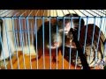 Крыса ест мраморного таракана (Rat eating a cockroach) 