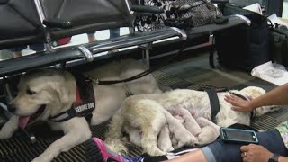 Puppies born at airport