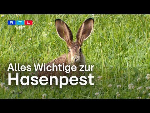 Infektion mit Hasenpest - Frau aus dem Münsterland litt unter seltener Krankheit | RTL WEST