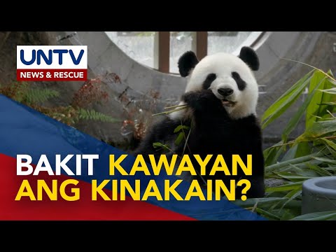 ALAMIN: Bakit hindi kumakain ng karne ang mga panda?