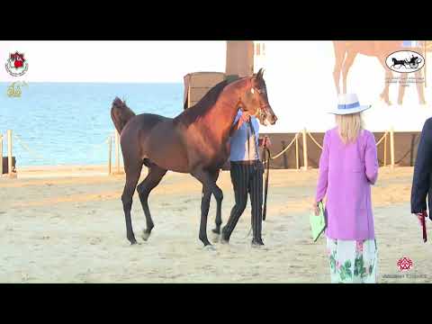 N 485 MAFTOON AL BIDAYER   Al Dhafrah Arabian Horse Championship 2023   Stallions 4 6 Years Old Clas