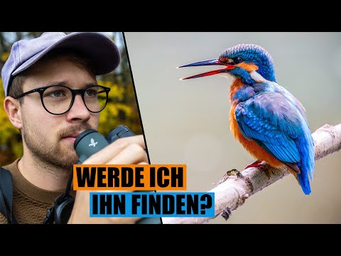 Dem Eisvogel auf der Spur - Meine überraschende Suche nach dem fliegenden Diamanten