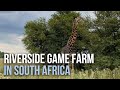Own Your Own Game Farm With Giraffes Property Tour