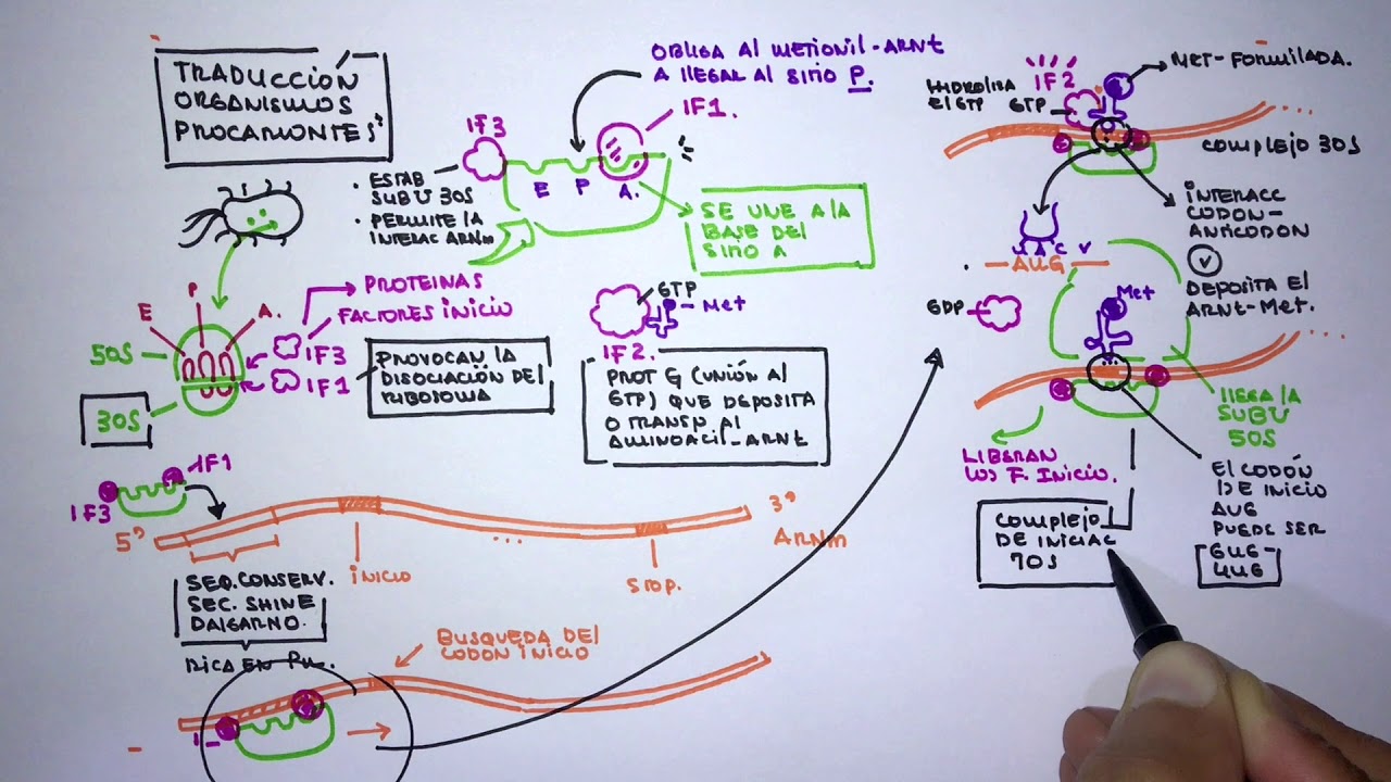 Traducción (Síntesis de proteínas)