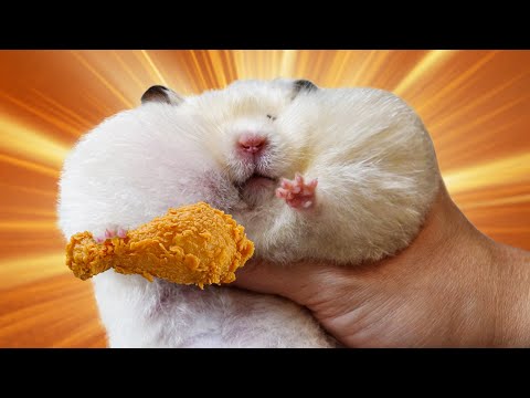 Will My Hamsters Like Chicken?