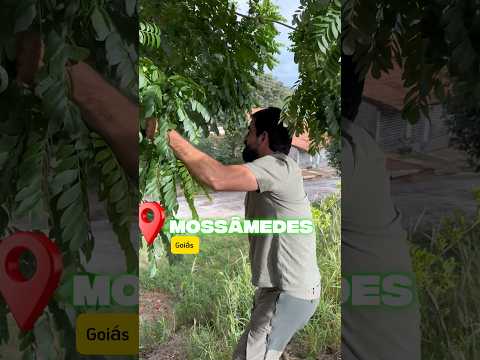 Árvores que dão frutos