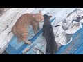Gray Tabby Cat VS GINGER CAT FIGHTING VERY Dangerous