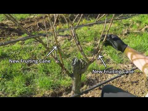 The basics of pruning a grapevine part 3: Cane pruning