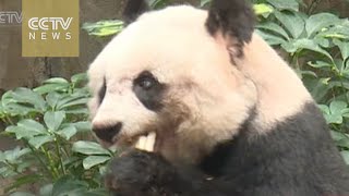 Giant panda Jia Jia breaks two world records for old age