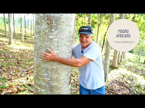 Pai e filho plantam área com mogno africano e recuperam seus nascentes de água