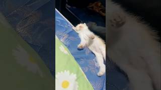 #cat #cute #catvideo #cutecat #funnyvideo #studywithmeandmycat #animals