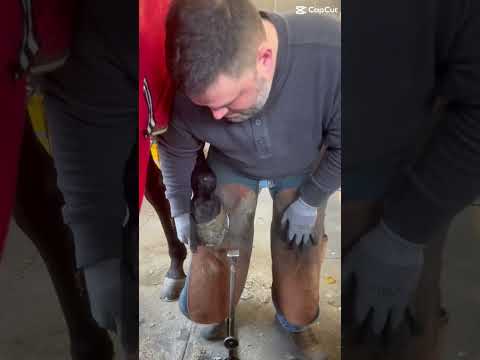 Go check out our #NationalHoofCareWeek videos on our Tik Tok page!