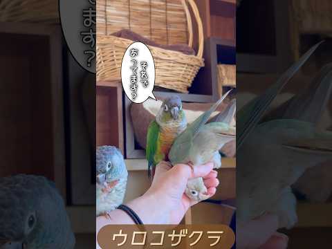 ナンデイコニュアについて詳しく解説