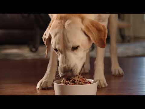 In Disguise | Freshpet Commercial :15