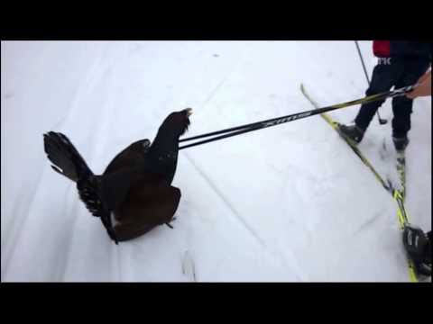 Mad Capercaillie/Tjur attacks skiing kids in Norway - Thug Life Edition