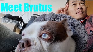 Van Life in Big Bear - A Boy Named Brutus
