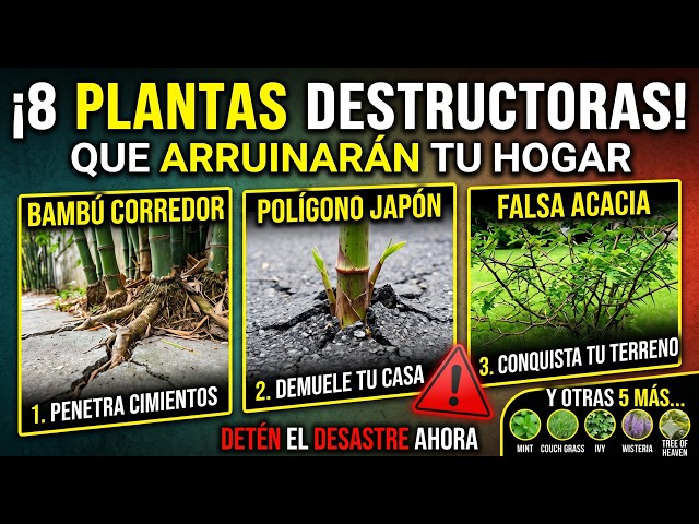 Vídeo relacionado con La Botica Casera Olvidada: 250 poderosos remedios al alcance de tu mano