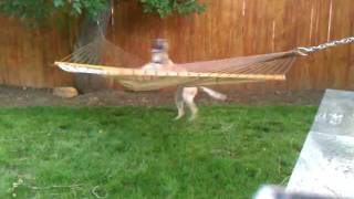 Dog trying to get into a hammock